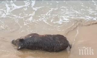 морето изхвърли труп диво прасе балчик