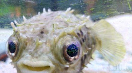 отровните риби света дойдоха пловдив