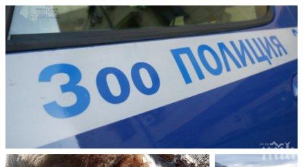 поредно зверство дупница зоополицията зимен сън изрод обеси куче ограда момче шок гледката снимки