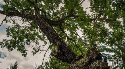500 годишен дъб ново село номиниран дърво корен 2019