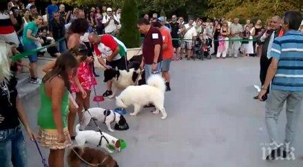 лакомото куче гризна тарелка кренвирши части секундата