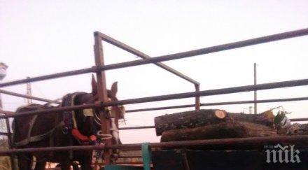 хванаха нарушител условна присъда краде дърва