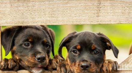 нова мода випове кремират кучета зайци