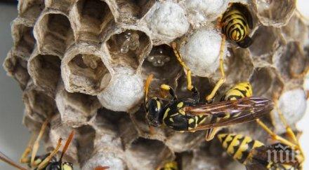 оси нажилиха фермер смърт