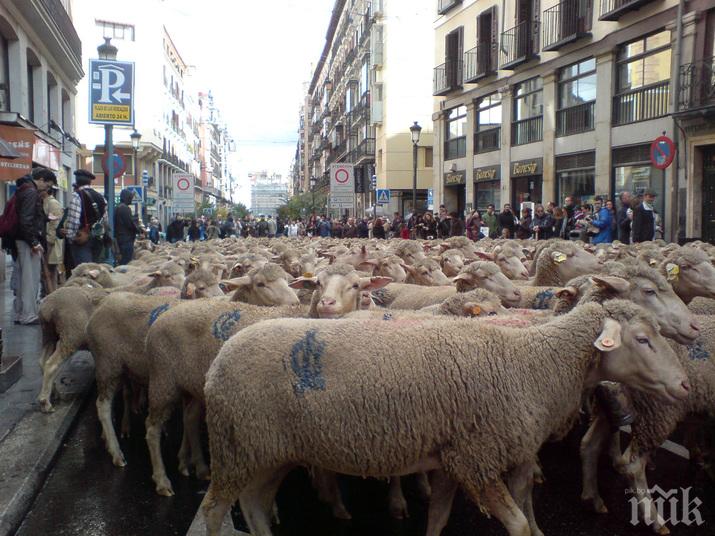 2000 овце преминаха по улиците на Мадрид