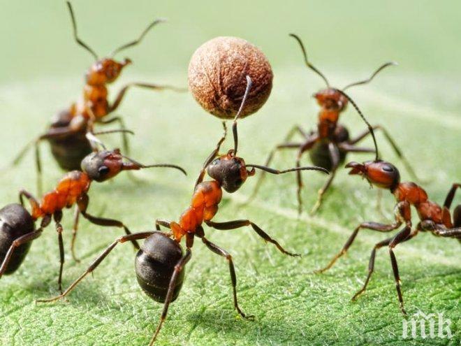 Мравките лекуват растенията с природни антибиотици