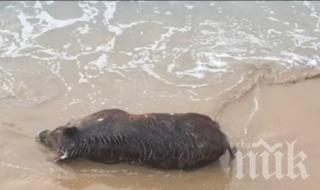 Морето изхвърли труп на диво прасе край Балчик