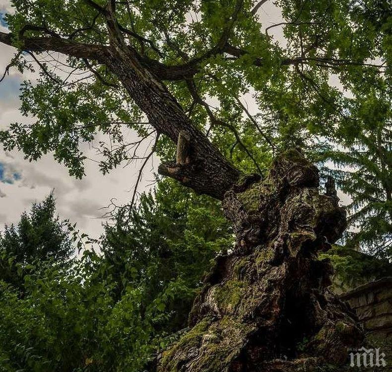 500-годишен дъб от Ново село е номиниран за Дърво с корен 2019