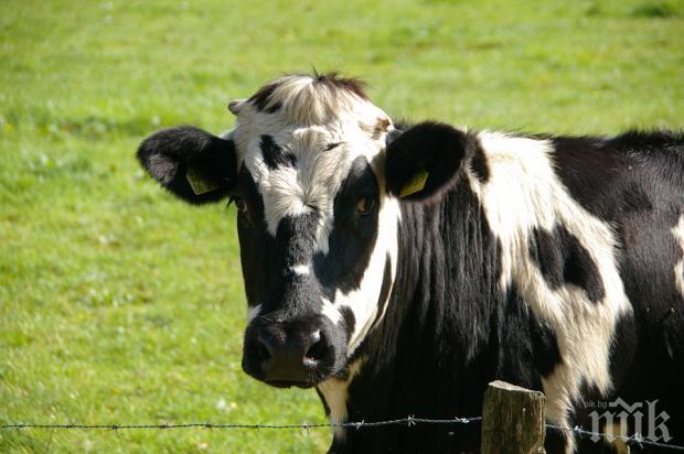 Млечни крави в Тексас и Канзас са дали положителни проби за птичи грип