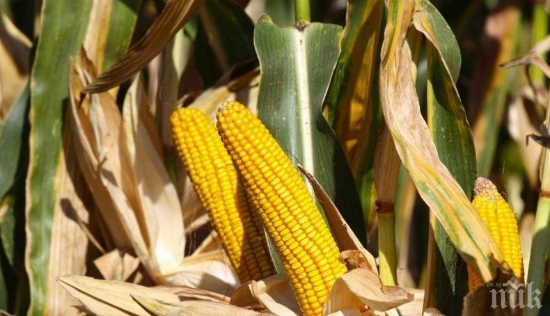 Реколтата от царевица в Ловешко по-слаба с 30 процента

 