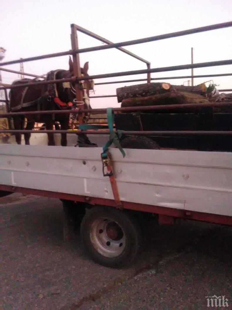 Хванаха нарушител с условна присъда да краде дърва