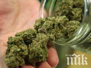 Намериха марихуана за над 2000 лева в дома на бургазлия