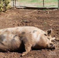 Огнище на чума по свинете е регистрирано в област Смолян