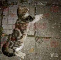 Изверг умъртви две домашни котки