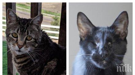 супер герои дължиш живота котка вдъхновяващи истории храбри писани спасили хора беда