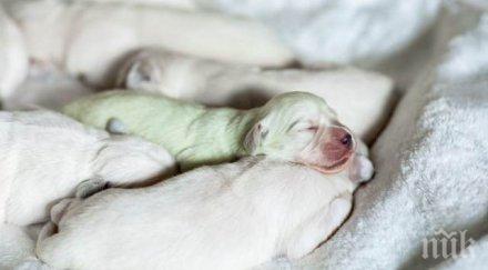 чудо зелен голдън ретривър роди германия