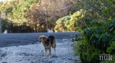 кастрират бездомни кучета пазарджик