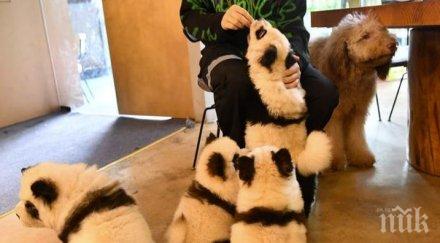 кафене китай своите кучета панди