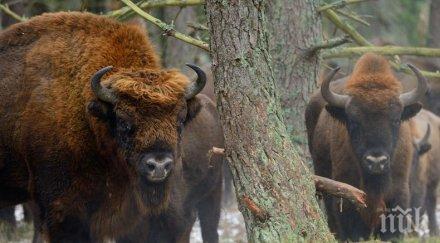 добра новина векове европейският бизон завърна нас