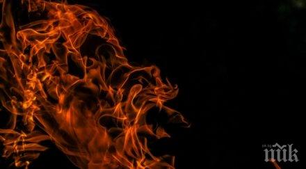 изгоря лозов масив