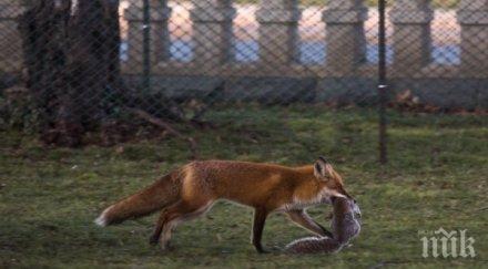 започва ваксинация дивите хищници бяс области страната