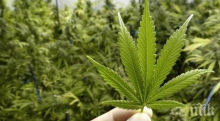 киев поискаха легализация марихуаната