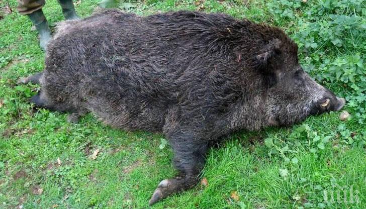 ПАНИКА: Намериха мъртво диво прасе край Габрово