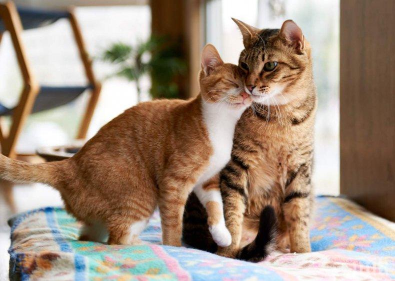 Котки спасиха италианска двойка от свлачище