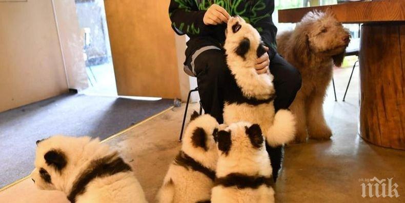 Кафене в Китай има своите „кучета панди“