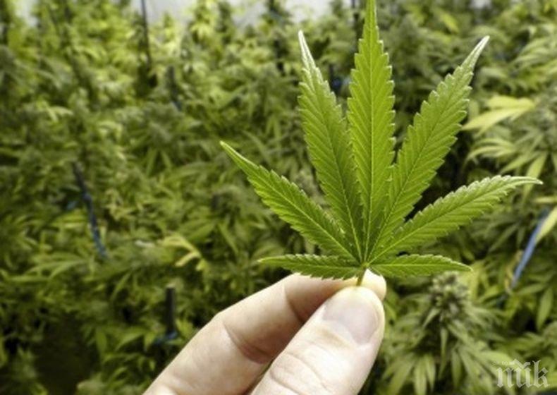 В Киев поискаха легализация на марихуаната