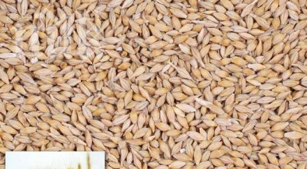 мъж задигна машина мелене фуражи своге