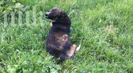 нова гавра животно влачиха смърт куче каруца