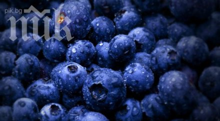 берачите боровинки чужбина застрашени редица рискове