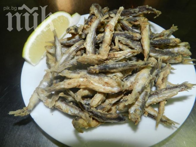 Внимание, учени алармират: Цацата в Черно море изчезва!