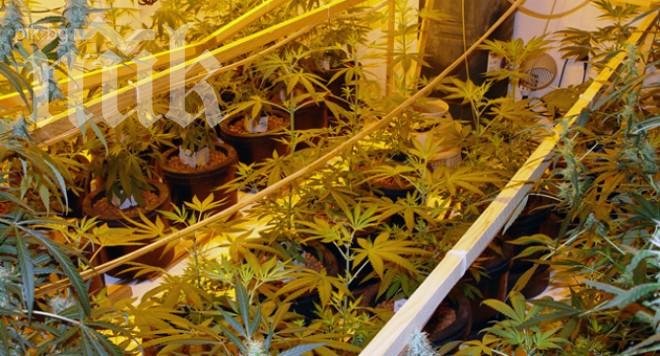 Иззеха над килограм дрога от две селски къщи