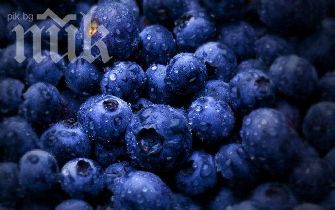 Берачите на боровинки в чужбина - застрашени от редица рискове