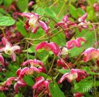 Ето я билката, която гарантира сексуално щастие