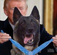 Доналд Тръмп награди кучето, участвало в ликвидирането на Ал Багдади

 