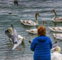 Първите скандинавски лебеди долетяха във Варна (СНИМКИ)