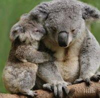 Пожарите в Австралия отнеха живота на стотици коали 