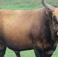 Бик избяга от кланица в Хърватия