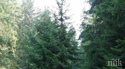 190 човека включват гасенето пожара долно осеново