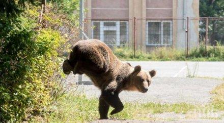 мечки нахълтват домовете румъния