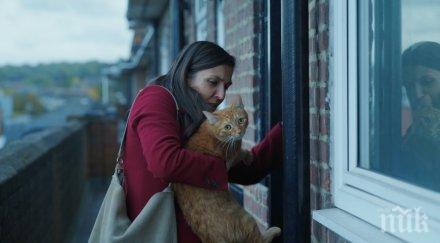 котка стената весела казакова премиера киномания 2019