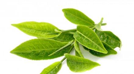 китайци варят зелен чай клетъчна терапия