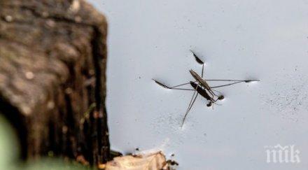 стряскащо насекомите изчезват