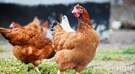 бабх птицевъдните обекти нас изпълняват изискванията биосигурност контрол салмонела инфлуенца