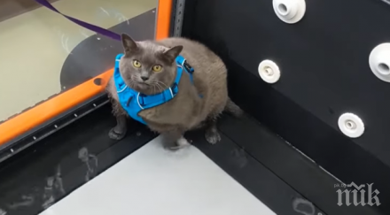 дебелата котка синдърблок завладя интернет видео