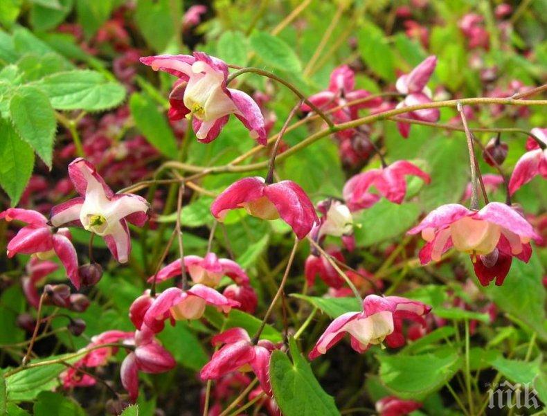 Ето я билката, която гарантира сексуално щастие