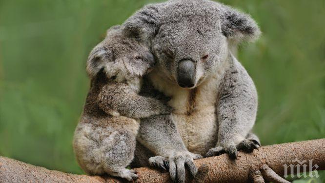 Пожарите в Австралия отнеха живота на стотици коали 